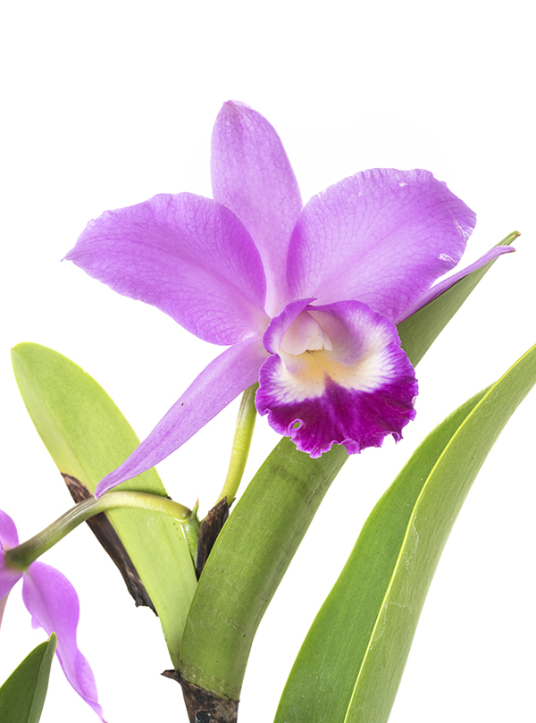 Colombia es un gran jardín con 4.270 orquídeas registradas – Best Farms
